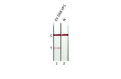 Lateral Flow Assay: Enterovirus D68 VP1 Antibody (GT1843) [NBP3-13564] - Detection of enterovirus D68 VP1 protein by lateral flow assay using the monoclonal antibody pair.  Capture: Enterovirus D68 VP1 antibody   Detection: Enterovirus D68 VP1 antibody (NBP3-13564 [GT1843])  Samples (80 ng) : 1. Enterovirus D68 VP1 protein  2. Lysis buffer