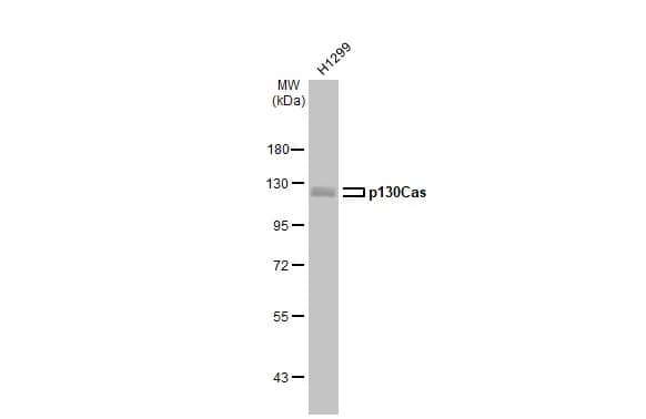 Western Blot: p130Cas/BCAR1 Antibody (GT331) [NBP3-13565] - Whole cell extract (30 ug) was separated by 7.5% SDS-PAGE, and the membrane was blotted with p130Cas/BCAR1 antibody [GT331] (NBP3-13565) diluted at 1:500. The HRP-conjugated anti-mouse IgG antibody  was used to detect the primary antibody.