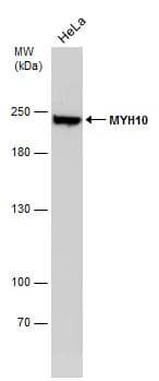Whole cell extract (30 ug) was separated by 5% SDS-PAGE, and the membrane was blotted with MYH10 antibody [GT324] (NBP3-13583) diluted at 1:5000. 
