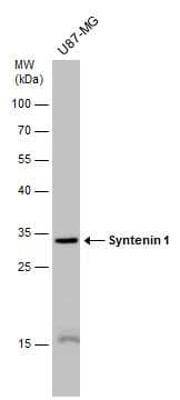 Whole cell extract (30 ug) was separated by 12% SDS-PAGE, and the membrane was blotted with Syntenin 1 antibody [GT1523] (NBP3-13586) diluted at 1:5000. 