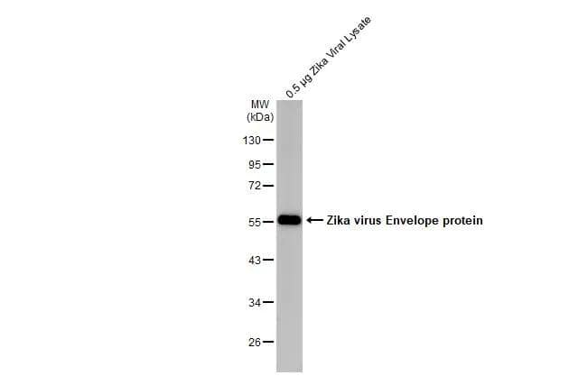 Western Blot Zika Virus (H/PF/2013) Envelope Antibody (GT363) - Azide and BSA Free
