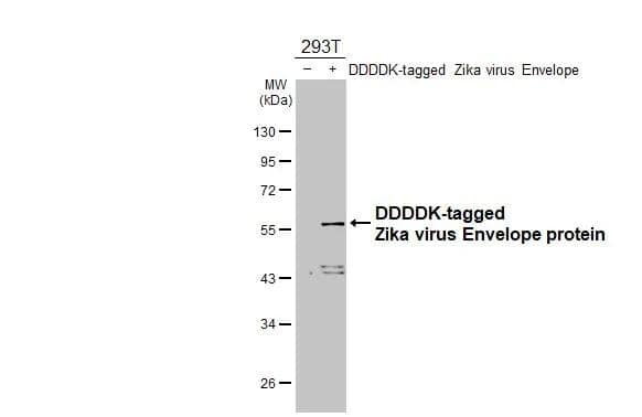 Western Blot Zika Virus (H/PF/2013) Envelope Antibody (GT363) - Azide and BSA Free