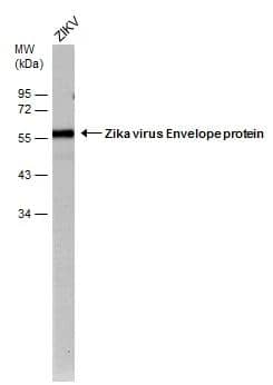 Western Blot Zika Virus (H/PF/2013) Envelope Antibody (GT363) - Azide and BSA Free