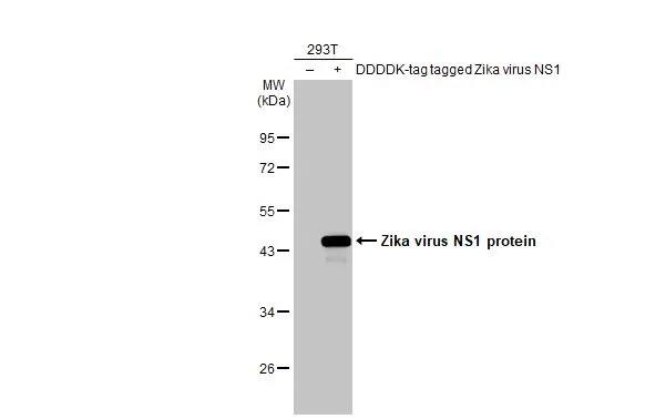 Western Blot: Zika virus (H/PF/2013) NS1 Antibody (GT5212) [NBP3-13589] - Non-transfected (-) and transfected (+) 293T whole cell extracts (30 ug) were separated by 10% SDS-PAGE, and the membrane was blotted with Zika virus (H/PF/2013) NS1 antibody [GT5212] (NBP3-13589) diluted at 1:1000. The HRP-conjugated anti-mouse IgG antibody  was used to detect the primary antibody.