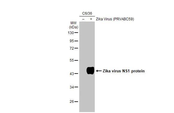 Non-infected (-) and infected (+) C6/36 whole cell extracts (5 ug) were separated by 10% SDS-PAGE, and the membrane was blotted with Zika virus NS1 protein antibody [GT5212] (NBP3-13589) diluted at 1:1000. The HRP-conjugated anti-mouse IgG antibody  was used to detect the primary antibody. 