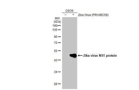 Non-infected (-) and infected (+) C6/36 whole cell extracts (5 ug) were separated by 10% SDS-PAGE, and the membrane was blotted with Zika virus NS1 protein antibody [GT281] (NBP3-13590) diluted at 1:1000. The HRP-conjugated anti-mouse IgG antibody  was used to detect the primary antibody. 