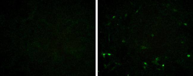 Immunocytochemistry/ Immunofluorescence Porcine Circovirus 2 Capsid Antibody (GT1641) - Azide and BSA Free