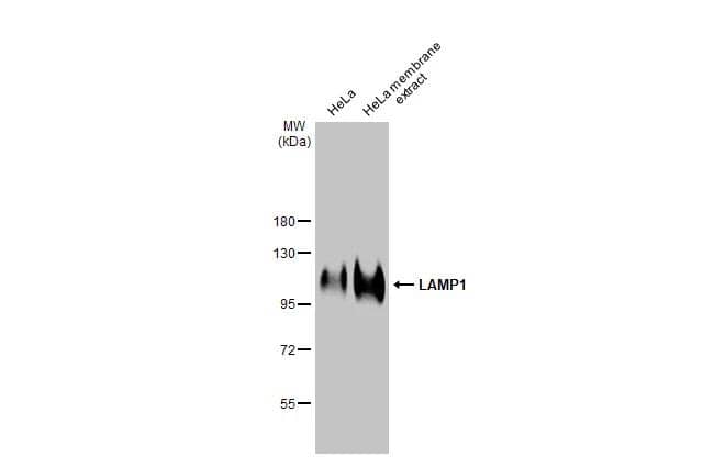 HeLa whole cell and membrane extracts (30 ug) were separated by 7.5% SDS-PAGE, and the membrane was blotted with LAMP1 antibody [GT25212] (NBP3-13609) diluted at 1:1000. The HRP-conjugated anti-mouse IgG antibody  was used to detect the primary antibody. 
