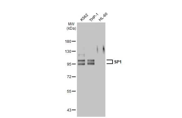 Western Blot: SP1 Antibody (GT2574) [NBP3-13611] - Various whole cell extracts (30 ug) were separated by 7.5% SDS-PAGE, and the membrane was blotted with SP1 antibody [GT2574] (NBP3-13611) diluted at 1:1000. The HRP-conjugated anti-mouse IgG antibody  was used to detect the primary antibody.