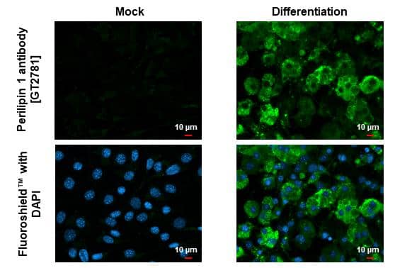 Perilipin 1 antibody [GT2781] detects Perilipin 1 protein at lipid droplet by immunofluorescent analysis.Sample: Mock and differentiated 3T3-L1 cells were fixed in ice-cold MeOH for 5 min.Green: Perilipin 1 stained by Perilipin 1 antibody [GT2781] (NBP3-13615) diluted at 1:500.Blue: Fluoroshield with DAPI . 