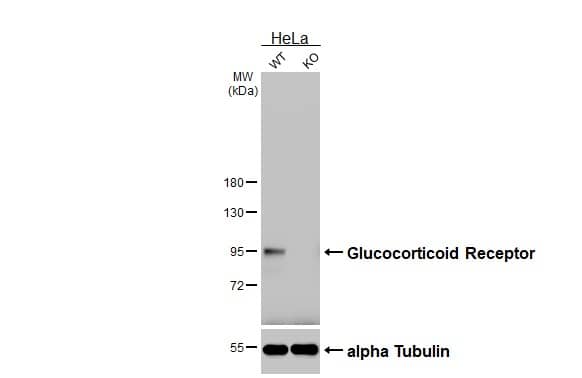 <b>Genetic Strategies Validation. </b>Wild-type (WT) and NR3C1 knockout (KO) HeLa cell extracts (30 ug) were separated by 7.5% SDS-PAGE, and the membrane was blotted with Glucocorticoid Receptor antibody [GT248] (NBP3-13626) diluted at 1:1000. The HRP-conjugated anti-mouse IgG antibody  was used to detect the primary antibody. 