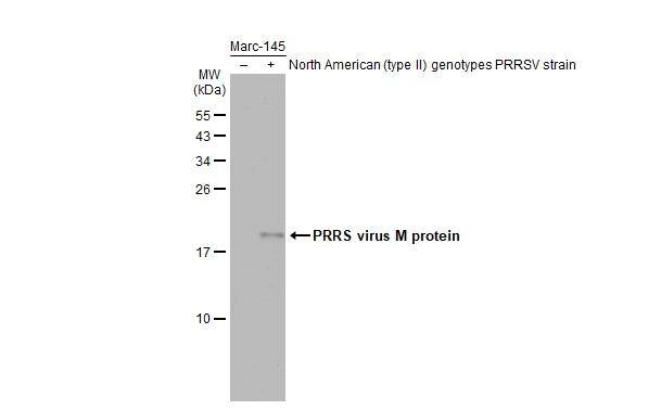 Western Blot PRRSV M Protein Antibody (GT1911) - Azide and BSA Free
