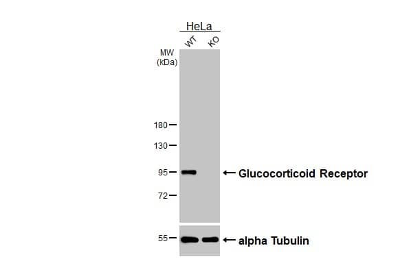 <b>Genetic Strategies Validation. </b>Wild-type (WT) and NR3C1 knockout (KO) HeLa cell extracts (30 ug) were separated by 7.5% SDS-PAGE, and the membrane was blotted with Glucocorticoid Receptor antibody [GT1073] (NBP3-13630) diluted at 1:1000. The HRP-conjugated anti-mouse IgG antibody  was used to detect the primary antibody. 