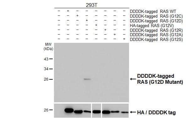 Western Blot Ras Antibody (HL10) - G12D Mutant - Azide and BSA Free