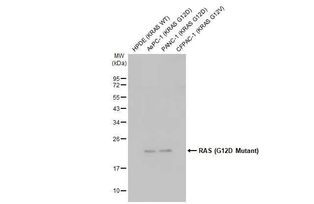 Western Blot Ras Antibody (HL10) - G12D Mutant - Azide and BSA Free