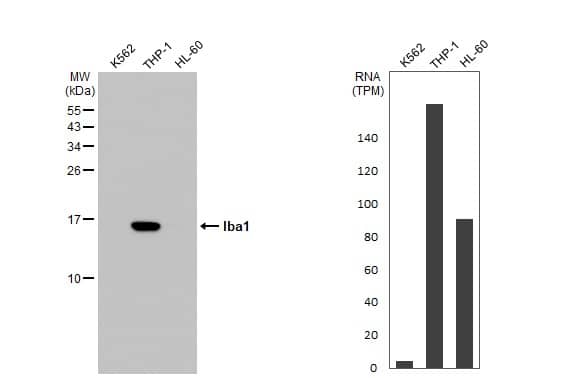 Various whole cell extracts (30 ug) were separated by 15% SDS-PAGE, and the membrane was blotted with Iba1 antibody [HL22] (NBP3-13648) diluted at 1:1000. The HRP-conjugated anti-rabbit IgG antibody  was used to detect the primary antibody. Corresponding RNA expression data for the same cell lines are based on Human Protein Atlas program. 