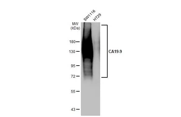 Western Blot: CA19-9/Sialyl Lewis A Antibody (GT933) [NBP3-13650] - Various whole cell extracts (30 ug) were separated by 7.5% SDS-PAGE, and the membrane was blotted with CA19-9/Sialyl Lewis A antibody [GT933] (NBP3-13650) diluted at 1:1000. The HRP-conjugated anti-mouse IgG antibody  was used to detect the primary antibody.