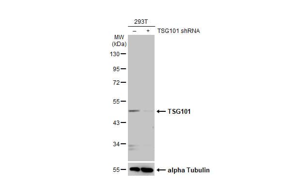 <b>Genetic Strategies Validation. </b>Western Blot: TSG101 Antibody (4A10-RB) [NBP3-13656] - Non-transfected (–) and transfected (+) 293T whole cell extracts (30 ug) were separated by 10% SDS-PAGE, and the membrane was blotted with TSG101 antibody [4A10-RB]  diluted at 1:500. The HRP-conjugated anti-rabbit IgG antibody  was used to detect the primary antibody.