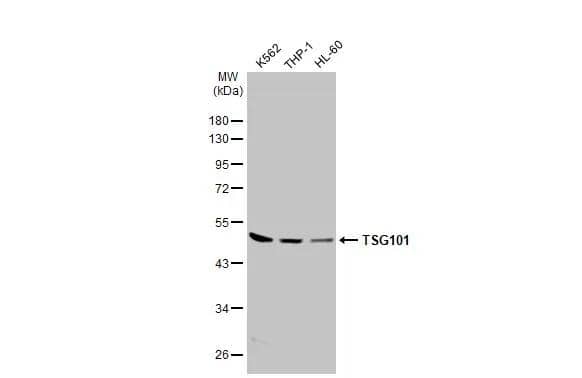 Various whole cell extracts (30 ug) were separated by 10% SDS-PAGE, and the membrane was blotted with TSG101 antibody [4A10-RB] (NBP3-13656) diluted at 1:500. The HRP-conjugated anti-rabbit IgG antibody  was used to detect the primary antibody, and the signal was developed with Trident ECL plus-Enhanced. 