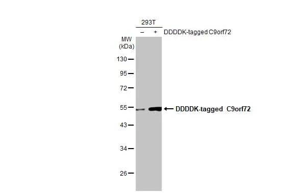 Non-transfected (-) and transfected (+) 293T whole cell extracts (30 ug) were separated by 10% SDS-PAGE, and the membrane was blotted with C9orf72 antibody [GT1553-RB] (NBP3-13658) diluted at 1:5000. The HRP-conjugated anti-rabbit IgG antibody  was used to detect the primary antibody. 