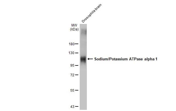 Western Blot: Sodium Potassium ATPase Alpha 1 Antibody (HL114) [NBP3-13660] - Drosophila tissue extract (5 ug) was separated by 7.5% SDS-PAGE, and the membrane was blotted with Sodium Potassium ATPase Alpha 1 antibody [HL114] (NBP3-13660) diluted at 1:30000. The HRP-conjugated anti-rabbit IgG antibody  was used to detect the primary antibody.