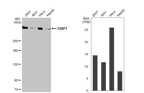 Various whole cell extracts (30 ug) were separated by 5% SDS-PAGE, and the membrane was blotted with 53BP1 antibody [HL275] (NBP3-13664) diluted at 1:1000. The HRP-conjugated anti-rabbit IgG antibody  was used to detect the primary antibody. Corresponding RNA expression data for the same cell lines are based on Human Protein Atlas program. 