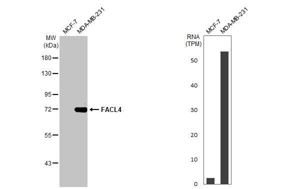 <b>Orthogonal Strategies Validation. </b>Western Blot: FACL4 Antibody (HL229) [NBP3-13666] - Various whole cell extracts (30 ug) were separated by 7.5% SDS-PAGE, and the membrane was blotted with FACL4 antibody [HL229]  diluted at 1:1000. The HRP-conjugated anti-rabbit IgG antibody  was used to detect the primary antibody. Corresponding RNA expression data for the same cell lines are based on Human Protein Atlas program.