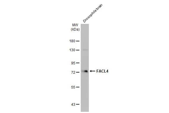 Western Blot: FACL4 Antibody (HL229) [NBP3-13666] - Drosophila tissue extract (50 ug) was separated by 7.5% SDS-PAGE, and the membrane was blotted with FACL4 antibody [HL44] (NBP3-13666) diluted at 1:1000. The HRP-conjugated anti-rabbit IgG antibody  was used to detect the primary antibody, and the signal was developed with Trident femto Western HRP Substrate.