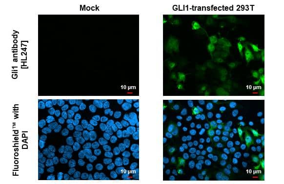 Gli1 antibody [HL247] detects Gli1 protein by immunofluorescent analysis.Sample: Mock and transfected 293T cells were fixed in 4% paraformaldehyde at RT for 15 min.Green: Gli1 stained by Gli1 antibody [HL247] (NBP3-13667) diluted at 1:500.Blue: Fluoroshield with DAPI . 