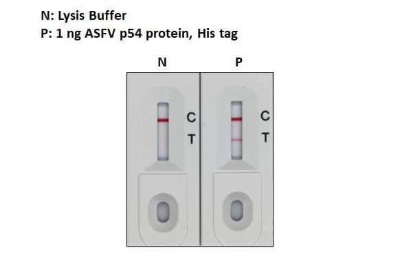 Lateral Flow Assay: African Swine Fever Virus p54 Antibody (GT1075) [NBP3-13672] - Detection of E.coli expressed, African Swine Fever Virus p54 (ECD) protein by lateral flow assay using the monoclonal antibody pair.  Capture: African Swine Fever Virus p54 antibody [HL1287]   Detection: African Swine Fever Virus p54 antibody [GT1075] (NBP3-13672)