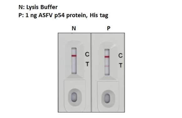 Lateral Flow Assay: African Swine Fever Virus p54 Antibody (GT1075) [NBP3-13672] - Detection of African Swine Fever Virus p54 (ECD) protein, His Tag  by lateral flow assay using the monoclonal antibody pair. Capture : African Swine Fever Virus p54 antibody [HL1289]  Detection : African Swine Fever Virus p54 antibody [GT1075] (NBP3-13672)