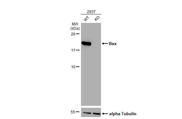 <b>Genetic Strategies Validation. </b>Western Blot: Bax Antibody (HL236) [NBP3-13676] - Wild-type (WT) and Bax knockout (KO) Expi293 cell extracts (30 ug) were separated by 15% SDS-PAGE, and the membrane was blotted with Bax antibody [HL236]  diluted at 1:1000. The HRP-conjugated anti-rabbit IgG antibody  was used to detect the primary antibody.