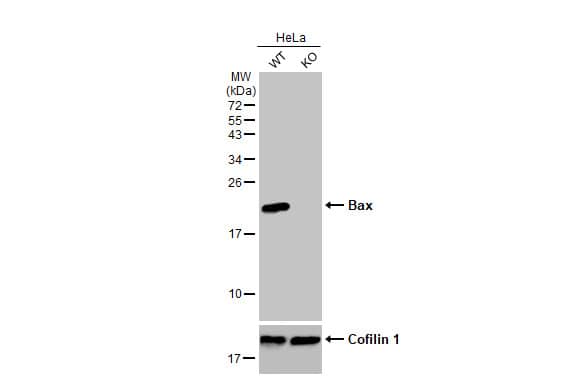 <b>Genetic Strategies Validation. </b>Western Blot: Bax Antibody (HL236) [NBP3-13676] - Wild-type (WT) and NME4 knockout (KO) HeLa cell extracts (30 ug) were separated by 15% SDS-PAGE, and the membrane was blotted with Bax antibody [HL236]  diluted at 1:1000. The HRP-conjugated anti-rabbit IgG antibody  was used to detect the primary antibody.