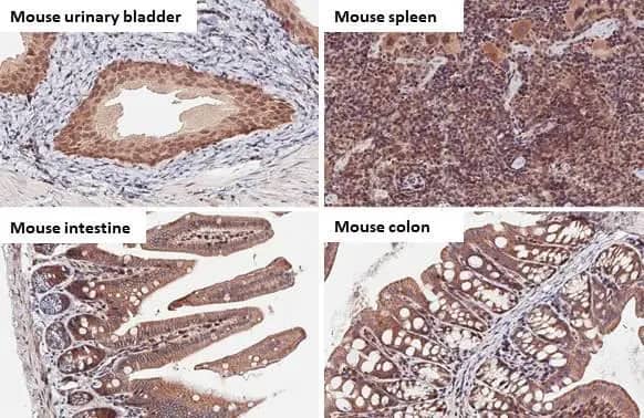 Immunohistochemistry-Paraffin: Bax Antibody (HL236) [NBP3-13676] - Bax antibody [HL236] detects Bax protein by immunohistochemical analysis.Sample: Paraffin-embedded mouse tissues.Bax stained by Bax antibody [HL236] (NBP3-13676) diluted at 1:100.Antigen Retrieval: Citrate buffer, pH 6.0, 15 min