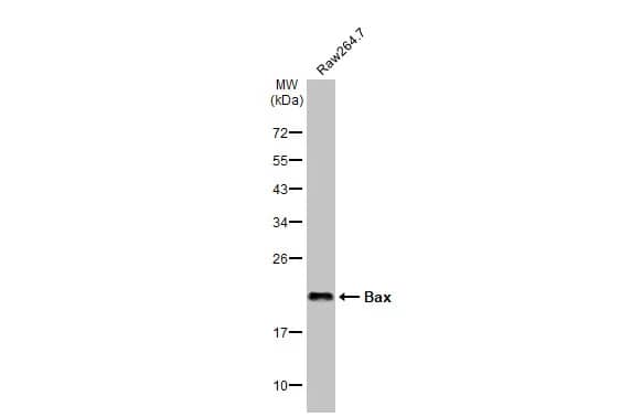 Western Blot: Bax Antibody (HL236) [NBP3-13676] - Raw264.7 whole cell extract (30 ug) was separated by 12% SDS-PAGE, and the membrane was blotted with Bax antibody [HL236] (NBP3-13676) diluted at 1:1000. The HRP-conjugated anti-rabbit IgG antibody  was used to detect the primary antibody.