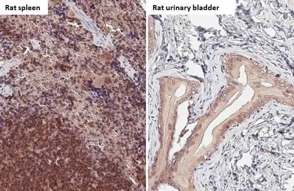 Immunohistochemistry-Paraffin: Bax Antibody (HL236) [NBP3-13676] - Bax antibody [HL236] detects Bax protein by immunohistochemical analysis.Sample: Paraffin-embedded rat tissues.Bax stained by Bax antibody [HL236] (NBP3-13676) diluted at 1:100.Antigen Retrieval: Citrate buffer, pH 6.0, 15 min