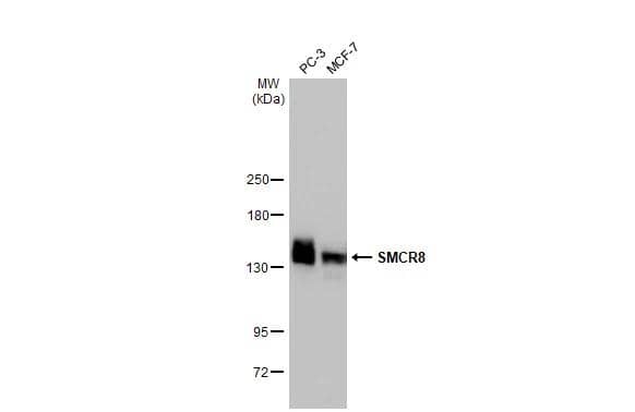 Western Blot SMCR8 Antibody (HL1007) - Azide and BSA Free
