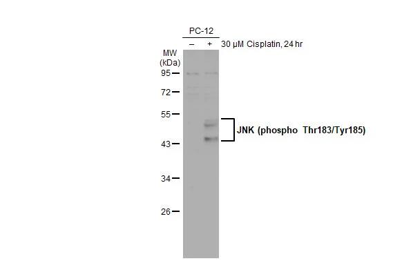 Western Blot: JNK1 [p Thr183, p Tyr185] Antibody (HL1008) [NBP3-13678] - Untreated (-) and treated (+) PC-12 whole cell extract (50 ug) were separated by 10% SDS-PAGE, and the membrane was blotted with JNK1 antibody [HL1008] (NBP3-13678) diluted at 1:1000. The HRP-conjugated anti-rabbit IgG antibody  was used to detect the primary antibody.