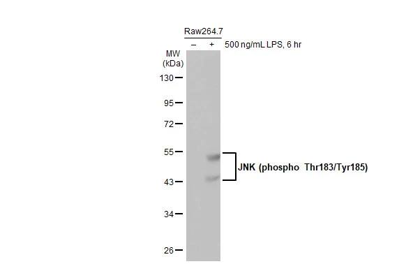 Western Blot: JNK1 [p Thr183, p Tyr185] Antibody (HL1008) [NBP3-13678] - Untreated (-) and treated (+) Raw264.7 whole cell extract (30 ug) were separated by 10% SDS-PAGE, and the membrane was blotted with JNK1 antibody [HL1008] (NBP3-13678) diluted at 1:1000. The HRP-conjugated anti-rabbit IgG antibody  was used to detect the primary antibody.