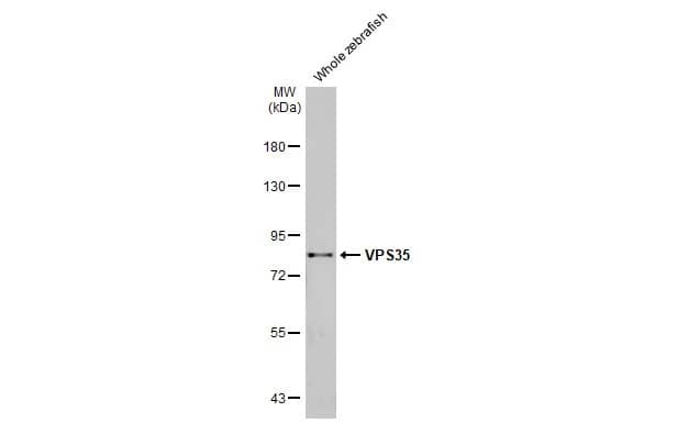 Western Blot: VPS35 Antibody (HL1017) [NBP3-13680] - Whole zebrafish extract (30 ug) was separated by 7.5% SDS-PAGE, and the membrane was blotted with VPS35 antibody [HL1017] (NBP3-13680) diluted at 1:1000. The HRP-conjugated anti-rabbit IgG antibody  was used to detect the primary antibody, and the signal was developed with Trident ECL plus-Enhanced.