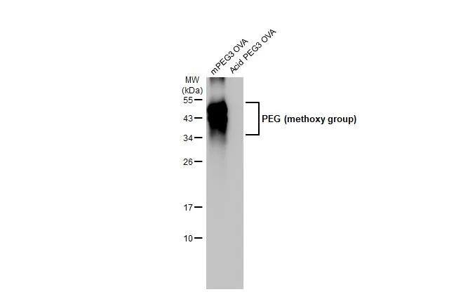 mPEG3 OVA and Acid PEG3 OVA (1 ug) were separated by 12% SDS-PAGE, and the membrane was blotted with PEG (methoxy group) antibody [HL1020] (NBP3-13681) diluted at 1:128000. The HRP-conjugated anti-rabbit IgG antibody  was used to detect the primary antibody. 