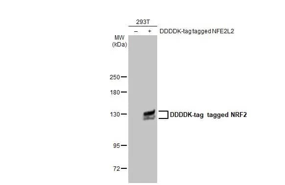 Western Blot: Nrf2 Antibody (HL1021) [NBP3-13682] - Non-transfected (-) and transfected (+) 293T whole cell extracts (30 ug) were separated by 5% SDS-PAGE, and the membrane was blotted with Nrf2 antibody [HL1021] (NBP3-13682) diluted at 1:5000. The HRP-conjugated anti-rabbit IgG antibody  was used to detect the primary antibody.