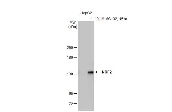 Western Blot: Nrf2 Antibody (HL1021) [NBP3-13682] - Untreated (-) and treated (+) HepG2 whole cell extracts (30 ug) were separated by 5% SDS-PAGE, and the membrane was blotted with Nrf2 antibody [HL1021] (NBP3-13682) diluted at 1:1000. The HRP-conjugated anti-rabbit IgG antibody  was used to detect the primary antibody.