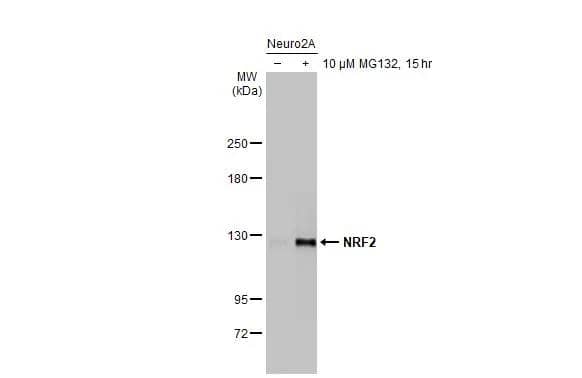 Untreated (-) and treated (+) Neuro2A whole cell extracts (30 ug) were separated by 5% SDS-PAGE, and the membrane was blotted with NRF2 antibody [HL1021] (NBP3-13682) diluted at 1:1000. The HRP-conjugated anti-rabbit IgG antibody  was used to detect the primary antibody. 