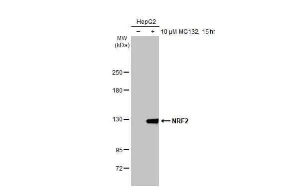 Untreated (-) and treated (+) HepG2 whole cell extracts (30 ug) were separated by 5% SDS-PAGE, and the membrane was blotted with NRF2 antibody [HL1020] (NBP3-13682) diluted at 1:1000. The HRP-conjugated anti-rabbit IgG antibody  was used to detect the primary antibody. 