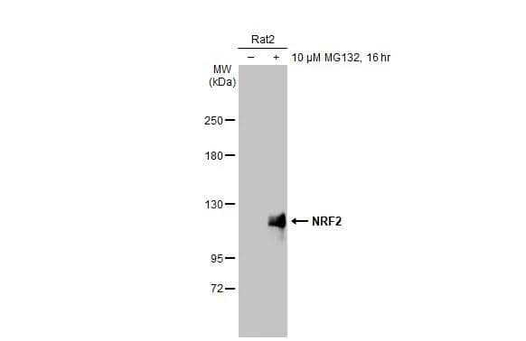 Untreated (-) and treated (+) Rat2 whole cell extracts (30 ug) were separated by 5% SDS-PAGE, and the membrane was blotted with NRF2 antibody [HL1021] (NBP3-13682) diluted at 1:1000. The HRP-conjugated anti-rabbit IgG antibody  was used to detect the primary antibody, and the signal was developed with Trident ECL plus-Enhanced. 