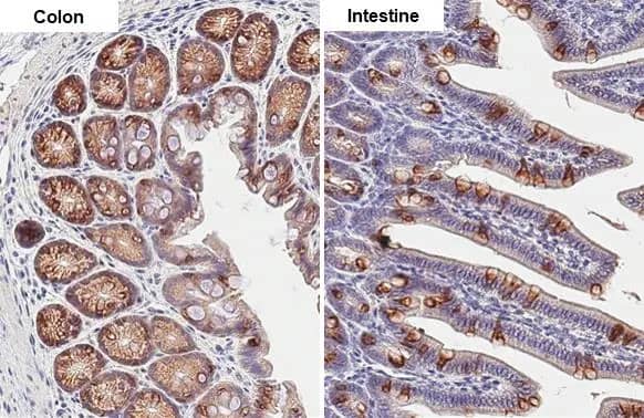 Immunohistochemistry-Paraffin: AG-2/AGR2 Antibody (HL1024) [NBP3-13684] - AG-2/AGR2 antibody [HL1024] detects AG-2/AGR2 protein by immunohistochemical analysis.Sample: Paraffin-embedded mouse tissue.AG-2/AGR2 stained by AG-2/AGR2 antibody [HL1024] (NBP3-13684) diluted at 1:100.Antigen Retrieval: Citrate buffer, pH 6.0, 15 min