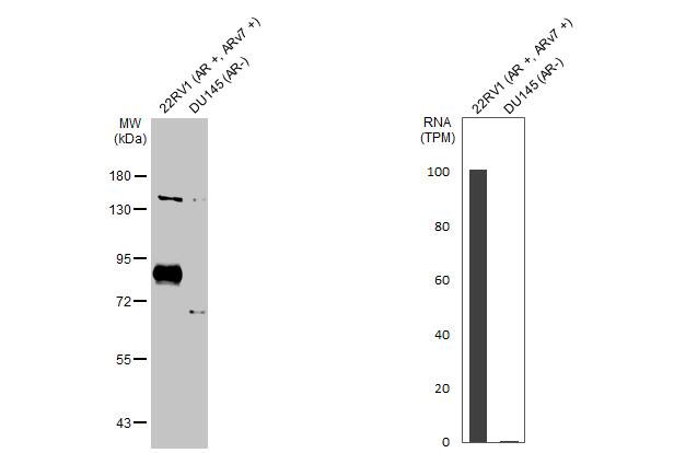 Various whole cell extracts (30 ug) were separated by 7.5% SDS-PAGE, and the membrane was blotted with Androgen Receptor (ARv7 Splice Variant) antiboy [HL1028] (NBP3-13685) diluted at 1:1000. The HRP-conjugated anti-rabbit IgG antibody  was used to detect the primary antibody. Corresponding RNA expression data for the same cell lines are based on Human Protein Atlas program. 