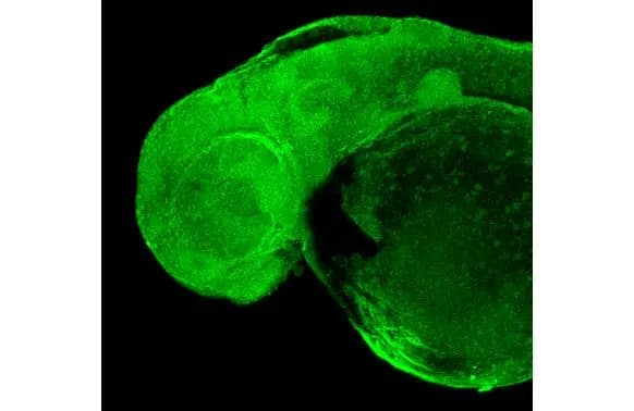 Immunohistochemistry: RPB2 Antibody (HL1042) [NBP3-13697] - RPB2 antibody [HL1042] detects RPB2 protein on whole mount zebrafish by immunohistochemical analysis.Sample: Paraformaldehyde-fixed 2 days-post-fertilization zebrafish embryo.Green: RPB2 stained by RPB2 antibody [HL1042] (NBP3-13697) diluted at 1:100.Antigen Retrieval: Tris-HCl buffer, pH 9.0, 20 min at 70ºC