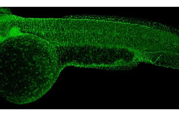 Immunohistochemistry: RPB2 Antibody (HL1042) [NBP3-13697] - RPB2 antibody [HL1042] detects RPB2 protein on whole mount zebrafish by immunohistochemical analysis.Sample: Paraformaldehyde-fixed 2 days-post-fertilization zebrafish embryo.Green: RPB2 stained by RPB2 antibody [HL1042] (NBP3-13697) diluted at 1:100.Antigen Retrieval: Tris-HCl buffer, pH 9.0, 20 min at 70ºC